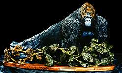 ''Fading Away'' Gorilla